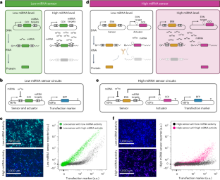 Sensing and guiding cell-state transitions by using genetically encoded endoribonuclease-mediated microRNA sensors