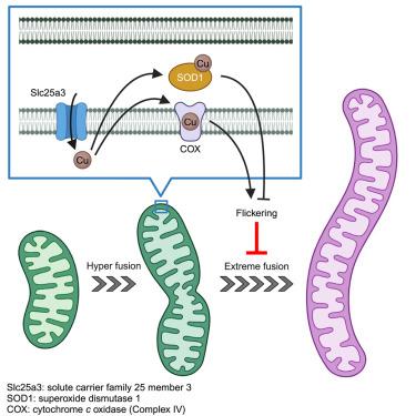 Slc25a3-dependent copper transport controls flickering-induced Opa1 processing for mitochondrial safeguard