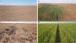 Archetypes of climate change adaptation among large-scale arable farmers in southern Romania