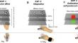 The role of motor effort on the sensorimotor number system.