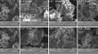 Cold Plasma-Induced Changes in the Structural and Techno-functional Properties of Sprouted Foxtail Millet Protein Concentrate