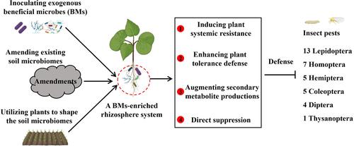 Construction of a beneficial microbes-enriched rhizosphere system assists plants in phytophagous insect defense: current status, challenges and opportunities.