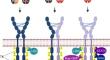 Functional and clinical roles of stromal PDGF receptors in tumor biology.