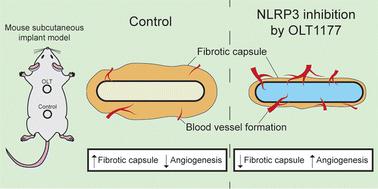 Dapansutrile OLT1177 suppresses foreign body response inflammation while preserving vascularisation of implanted materials†