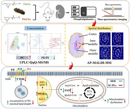 Combined UPLC-QqQ-MS/MS and AP-MALDI Mass Spectrometry Imaging Method for Phospholipidomics in Obese Mouse Kidneys: Alleviation by Feeding Sea Cucumber Phospholipids.