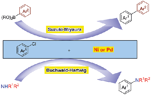 Latest Developments in Palladium and Nickel-Catalyzed Cross-Couplings for Aryl Chlorides: Suzuki-Miyaura and Buchwald-Hartwig Reactions