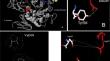 Enhancement of the structure and biochemical function of cyclomaltodextrinase from the Anoxybacillus flavithermus ZNU-NGA with site-directed mutagenesis.