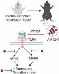 The effects and mechanisms of AM1241 in alleviating cerebral ischemia-reperfusion injury