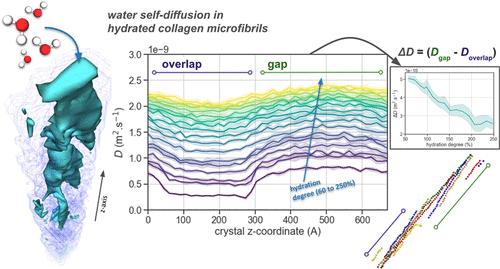 Heterogeneous Structure and Dynamics of Water in a Hydrated Collagen Microfibril