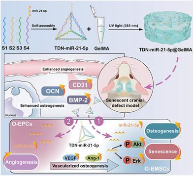 DNA Tetrahedron Delivering miR-21-5p Promotes Senescent Bone Defects Repair through Synergistic Regulation of Osteogenesis and Angiogenesis.