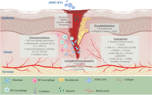 Preclinical Therapeutic Efficacy of Extracellular Vesicles Derived from Adipose-Derived Mesenchymal Stromal/Stem Cells in Diabetic Wounds: a Systematic Review and Meta-Analysis.