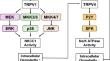 High ambient temperature may induce presbyopia via TRPV1 activation.