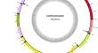 Molecular evolution of the mitochondrial genome underlies semi-aquatic adaptation in lutrinae