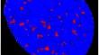 Martensite Formation and Dynamic Recrystallization in Cold Sprayed SS304L