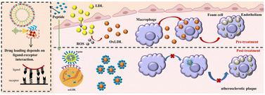 Delivery of rapamycin by biomimetic peptide nanoparticles targeting oxidized low-density lipoprotein in atherosclerotic plaques†