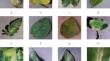 Deep learning-based classification and application test of multiple crop leaf diseases using transfer learning and the attention mechanism