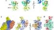 The Structure of the LysR-type Transcriptional Regulator, CysB, Bound to the Inducer, N-acetylserine