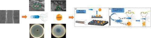 Antibacterial properties of reduced graphene oxide fibers fabricated by hydrothermal method