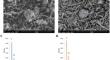 Microblasting with vegetable and cellulosic media for heritage wood cleaning: effects on surface morphology