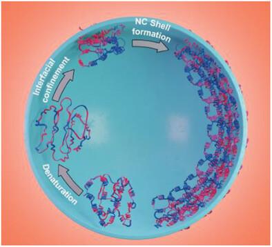 Interfacial Denaturation at the Droplet Simplifies the Formation of Drug-Loaded Protein Nanocapsules to Enhance Immune Response of Cells.