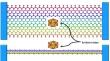 Bionanosensor utilizing single-layer graphene for the detection of iridovirus.