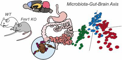 Exploring microbiota-gut-brain axis biomarkers linked to autism spectrum disorder in prenatally chlorpyrifos-exposed Fmr1 knock-out and wild-type male rats