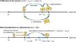 A Lipid-Structured Model of Atherosclerosis with Macrophage Proliferation.