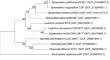 Sphaerotilus uruguayifluvii sp. nov., a novel filamentous bacterium isolated from river water.