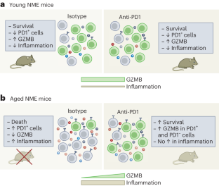 Immune-checkpoint blockade protects aged mice from infection