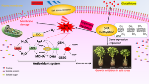 Exogenous Glutathione Enhances Salt Tolerance in Kenaf by Mediating Modulation of Oxidative Stress Response and DNA Methylation