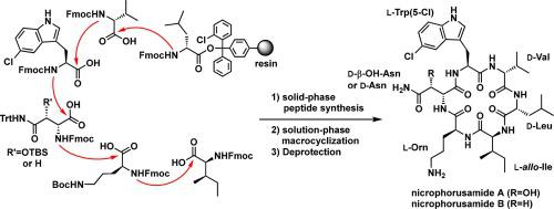 Total synthesis and antibacterial evaluation of nicrophorusamides A and B