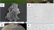 Insights into Methylocucumis oryzae, a Large-sized, Phylogenetically Unique Type Ia Methanotroph with Biotechnological Potential