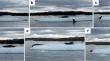 First paired observations of sexual behavior and calls in wild leopard seals