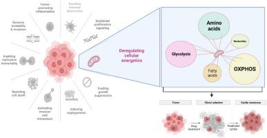 Therapeutic implications of the metabolic changes associated with BRAF inhibition in melanoma