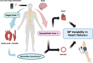 Blood Pressure Variability After Non-invasive Low-level Tragus Stimulation in Acute Heart Failure.