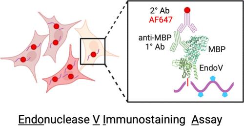 Spatial Visualization of A-to-I Editing in Cells Using Endonuclease V Immunostaining Assay (EndoVIA)