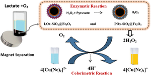 A new colorimetric lactate biosensor based on CUPRAC reagent using binary enzyme (lactate-pyruvate oxidases)-immobilized silanized magnetite nanoparticles.