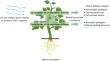 Leveraging air-borne VOC-mediated plant defense priming to optimize Integrated Pest Management