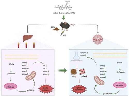 Interaction between the Neuroprotective and Hyperglycemia Mitigation Effects of Walnut-Derived Peptide LVRL <i>via</i> the Wnt3a/β-Catenin/GSK-3β Pathway in a Type 2 Diabetes Mellitus Model.