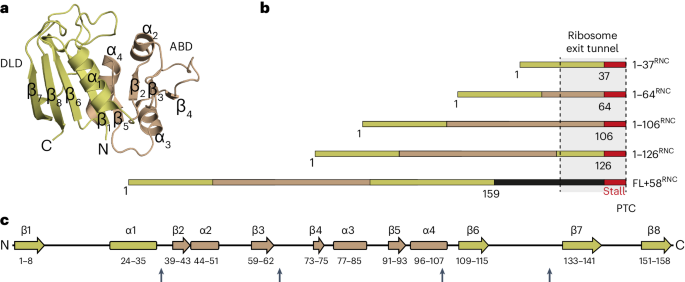 Resolving chaperone-assisted protein folding on the ribosome at the peptide level