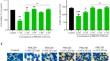 Exploring the potential of Lactocaseibacillus rhamnosus PMC203 in inducing autophagy to reduce the burden of Mycobacterium tuberculosis.