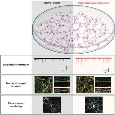 Polar Lipids Supplementation Enhances Basal Excitatory Synaptic Transmission in Primary Cortical Neuron