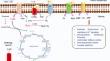 Mitochondrial targeted antioxidants as potential therapy for huntington's disease.