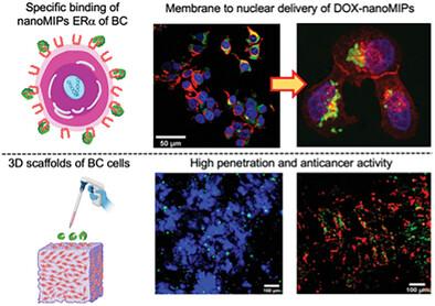 Double Imprinted Nanoparticles for Sequential Membrane-to-Nuclear Drug Delivery.