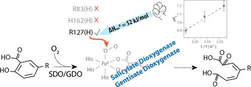 Proton Transfer via Arginine with Suppressed pKa Mediates Catalysis by Gentisate and Salicylate Dioxygenase