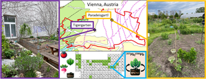 Compost amendment in urban gardens: elemental and isotopic analysis of soils and vegetable tissues.