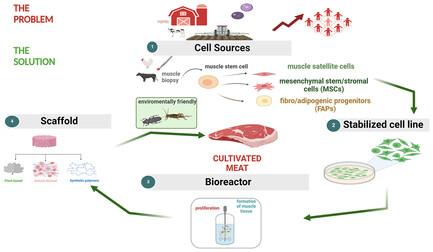 A Glance into the Near Future: Cultivated Meat from Mammalian and Insect Cells