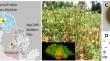 Pathogenicity and multigene sequence analysis reveal the widespread distribution of Alternaria alternata causing early blight in tomato