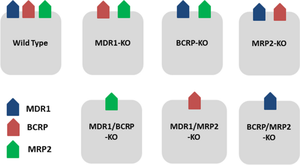 Knockout Transporter Cell Lines to Assess Substrate Potential Towards Efflux Transporters.