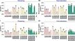 Bacterial consortia among Bradyrhizobium species, Azospirillum baldaniorum and Bacillus pumilus promote plant growth and efficient symbiotic nitrogen fixation in mung bean